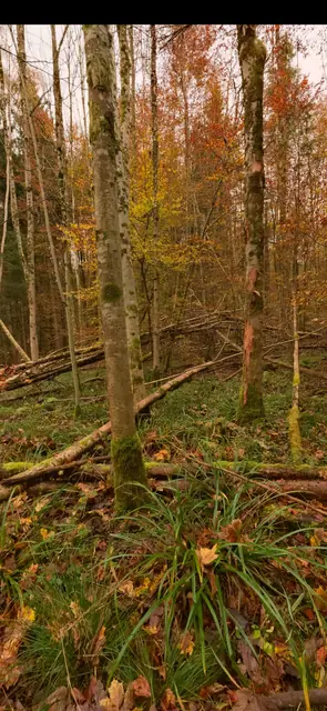 Screenshot 3 of Panoramicon